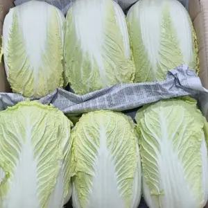 국내산 쌈배추 못난이 8kg 내외 12통 상품 알배기 알배추 당일경매 발송