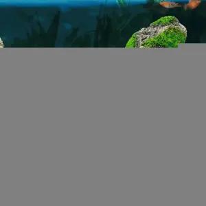 인공 이끼돌 수석 어항꾸미기 물에뜨는 부석장식