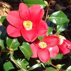 동백나무 60-80cm내외 포트 실생 묘목 겨울꽃 토종 홑꽃 동백 정원조경나무 상록수 (목하원예조경)