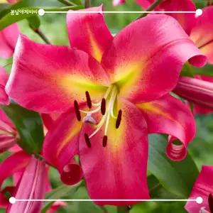 [봄날애제비씨] Lilium, 네덜란드 백합 구근 봄꽃 정원식물 키우기 화이트헤븐 나팔