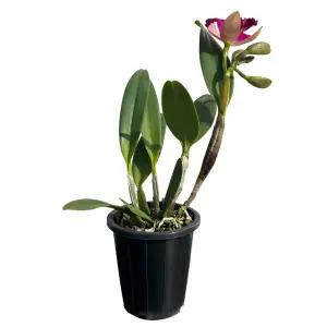 카틀레아 히메 플랜테리어 예쁜꽃 우아한꽃 서양란 고급종 좋은향 카틀레야 나라아트