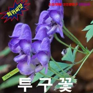 (씨앗나라) 초오의꽃 투구꽃 5립