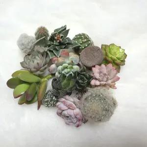 미니 다육식물 15개 세트 다육자구 선인장