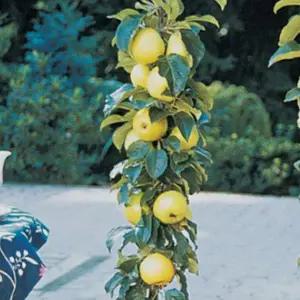 골든센티넬 기둥사과나무 묘목 /접목1년(일반대목) 두주묶음  HK084