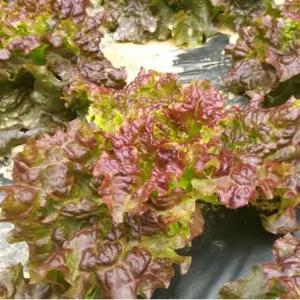 권농 토종맛 상추 씨앗 상추씨 적축면 종자 4g (KR)