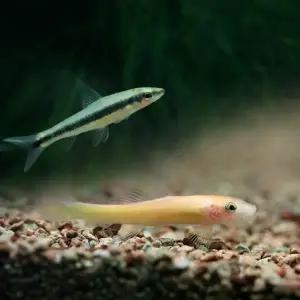 열대어 알지이터 1마리 청소 물고기 시아미즈 골든