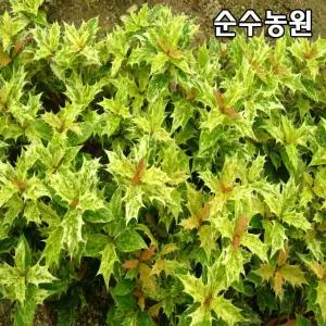 무늬호랑가시나무 묘목 포트 1개/조경수