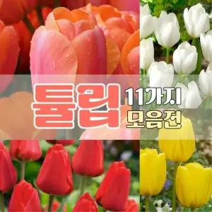 그루담다 튤립 구근 11가지 품종 모음