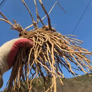 아스파라거스 모종 종근 3년생(퍼플2개+그린1개)세트 (+아스파라거스 생장용 액비 50ml 무료)