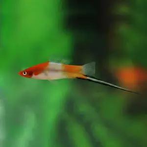 열대어 홍백 코이 소드테일 1마리