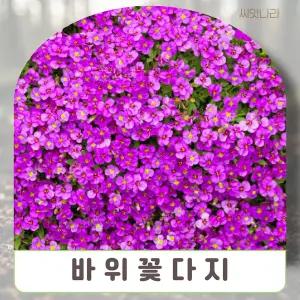 (씨앗나라) 포복성잔디 바위꽃다지 핑크 씨앗 10립