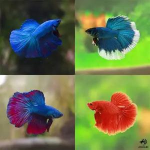 열대어 A급 하프문베타 수컷 1마리 랜덤