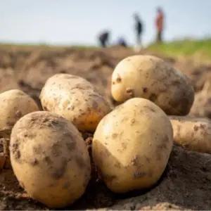 국내산 감자 신선한 제철 햇감자