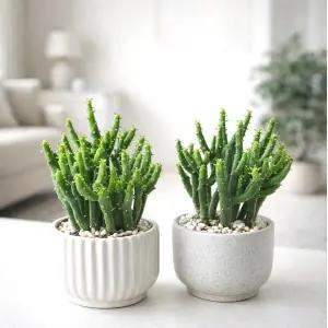 [아트플라워] 연필선인장 키우기 쉬운 다육이 청산호 실내공기정화 실내인테리어 데스크테리어