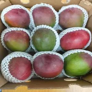 고당도 프리미엄 애플망고 3/6/9개