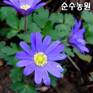 발칸바람꽃 모종, 아네모네블란다(보라) 10cm포트 5개/봄꽃/야생화