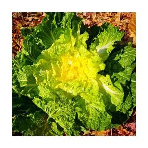 국산 납작 진도해풍 봄동배추 알배기배추,1kg(2-6입)