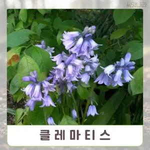 씨앗나라 (꽃씨) 클레마티스 몽골리안벨 씨앗5립