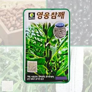 (다농,영미의정원) 영웅참깨(코팅) 3천립 4가지 역병에 강한 다수확 품종 참깨 씨앗