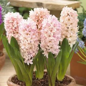 꽃모종 히야신스 아프리코트 패션 9cm분