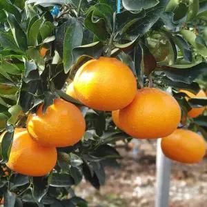 제주 천혜향 10kg 중과