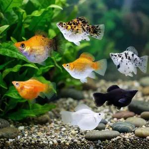 열대어 A급 풍선몰리 5마리 랜덤 세트