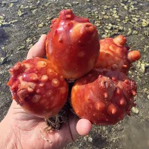 통영 활멍게 통멍게 3kg 1kg 당일조업