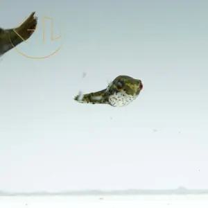 레드테일 레드아이 복어 (관상어, 열대어)