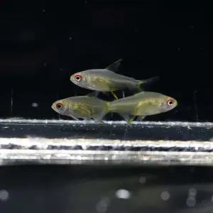 레몬 테트라 (관상어, 열대어)