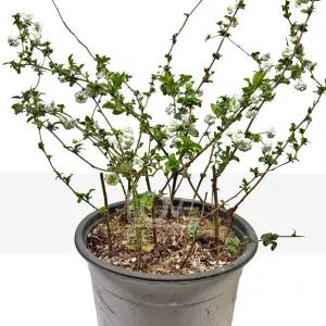 조팝나무 야생화 노지월동 흰색 꽃 만개 향기 나는 정원수 반려식물 화분 키우기