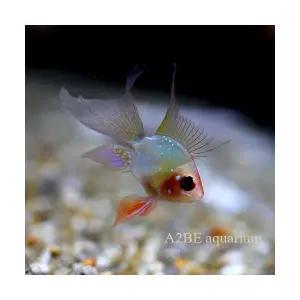 [에이투비]볼터치 골든볼 라미레지 롱핀 / 1.5-2 cm 전후 / 1쌍