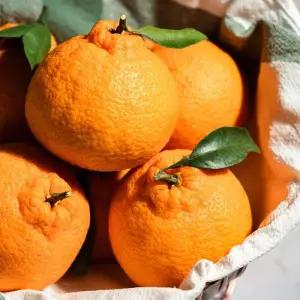 제주 하우스 한라봉 10kg (55과 내외) 12brix고당도 한라봉 당일출발