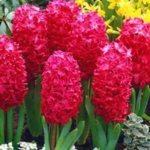 히아신스 히야신스 (스칼렛펄)수경재배 노지월동 구근 네개셋트  SM482