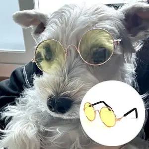 [콩심팥심]옐로우 강아지 선글라스 고양이 ZF