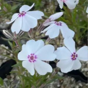 크림색 꽃잔디모종 포트 15개 bb263