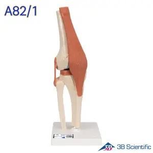 [종로의료기]3B Scientific 인체모형 A82/1 고급형 슬관절모형 유연한 무릎관절과 인대