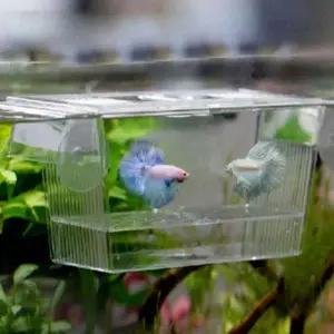 TBZ 수족관 격리상자 물고기 하우스 인큐베이터 부화장 물