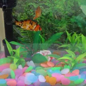 [콩심팥심]TBZ 글로우스톤 50개 수족관 자갈 불가사리 물고기 정원