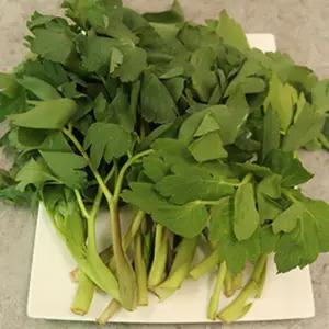 조선흙쟁이의 봄나물 혼합나물 4kg (방풍나물+취나물)