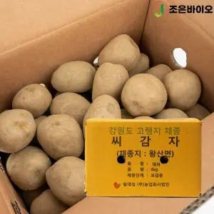 강원도 왕산면 채종 씨감자 두백 4kg 보급종 감자씨