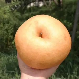 가정용 나주배 5kg