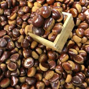 청년상회 공주밤 햇밤 알밤 특 6kg