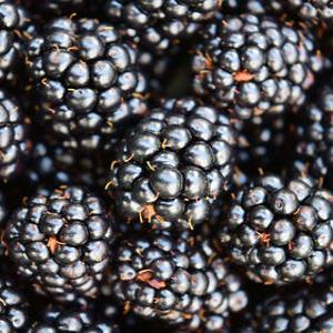 백운팜 슈퍼복분자10kg(급냉) 씻을필요 없는 편리한 생과