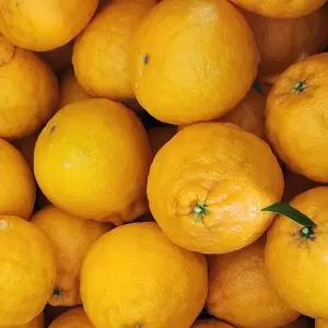 [제주산지직송] 꼬마 한라봉 가정용 10kg(60과 내외)