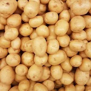 국내산 실속형 수미감자 중 2kg