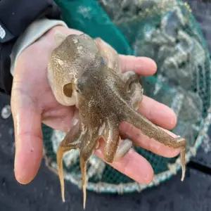 통통하고 깨끗한 자연산 생물 활 쭈꾸미 1kg 11미 내외