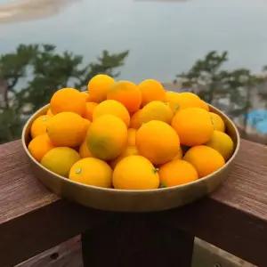 신선 새콤달콤한 제주도 금귤 낑깡 미귤 작은귤