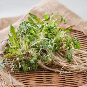 [오늘의채소] 국내산 노지 냉이 1kg내외