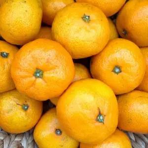 겨울간식 제주 감귤 타이백 밀감 하우스 노지 제주귤 대과 2L 10kg