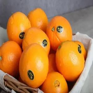 [기획특가](특대과/11kg)26년 캘리포니아 블랙라벨 햇 오렌지(23~37과...